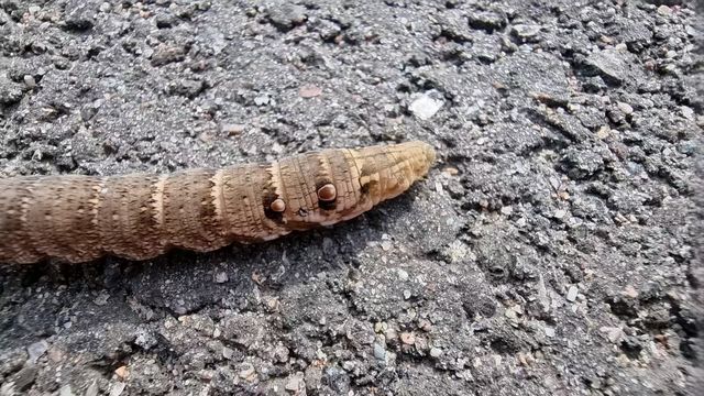 Horsmakiitäjä / Elephant Hawk Moth