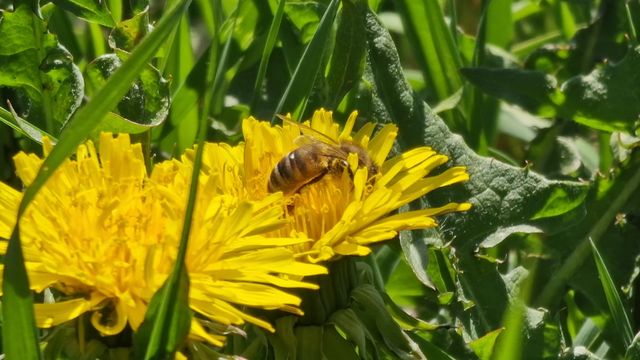 Kukkakärpänen / Hoverfly