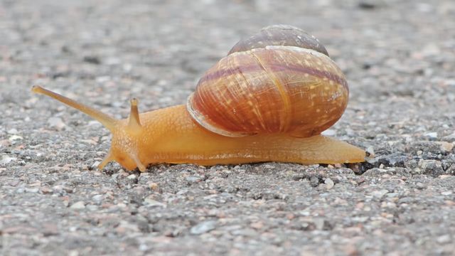 Viinimäkikotilo / Burgundy snail