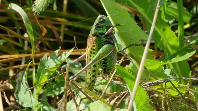Niittyhepokatti / Wart-biter
