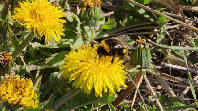 Kimalainen / Bumblebee